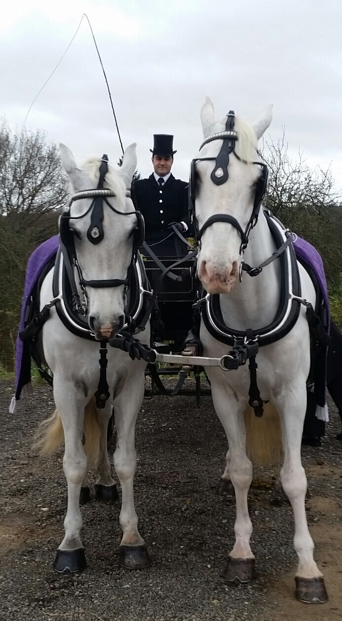 Horse And Cart Rides For Christmas
